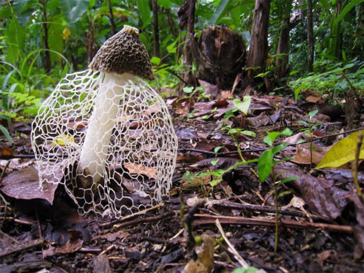 Nấm phallus indusiatus mọc trên những thân gỗ mục trông chẳng khác nào một cô dâu trong ngày trọng đại của mình. So với các loại nấm hình chuông khác, nấm phallus indusiatus gây chú ý với tấm mạng lưới màu trắng bất ngờ mọc ra trong đêm và tồn tại chỉ trong khoảng 10 giờ đồng hồ.