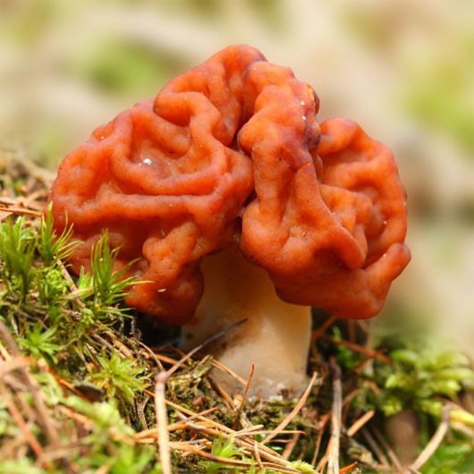 Nấm Gyromitra esculenta còn được gọi là nấm não hay nấm khăn xếp. Chúng được coi là món ăn phổ biến ở Scandinavia, Đông Âu và khu vực Great Lakes ở Bắc Mỹ.