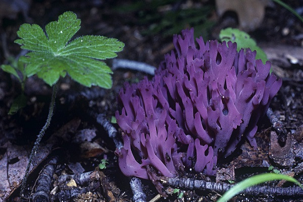 Nấm san hô không giống các loại nấm thông thường có cuống và mũ, nấm thuộc họ Clavariaceae có hình dạng giống san hô. Chúng thường dài 5-12cm và rộng 2-8cm.