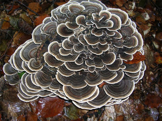 Nấm Trametes versicolor là loài có màu sắc sặc sỡ và dễ dàng được phát hiện. Màu sắc và hình dạng của chúng còn được liên tưởng đến hình ảnh đuôi gà tây, do đó mà chúng còn được gọi là nấm đuôi gà tây.