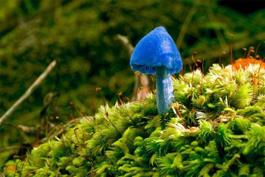Nấm Entoloma hochstetteri có kích thước nhỏ, màu xanh dương, thường được nhìn thấy ở New Zealand và Ấn Độ. Màu xanh đặc trưng được hình thành từ ba sắc tố azulene.