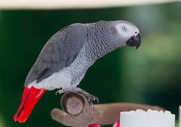 Vẹt xám ở Châu Phi được cho là loài vật rất thông minh, nằm trong nhóm cao vẹt có IQ cao nhất, cùng với vẹt Amazon đứng ở vị trí số một về khả năng nói.