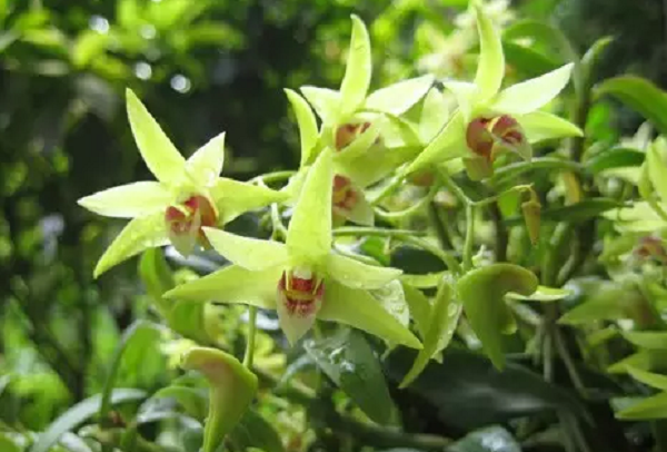 Anh chia sẻ: “Có một số anh em hỏi mua với giá cao nhưng tôi từ chối. Họ nói lan đột biến quý như thế này phải vào tay những đại gia có tiếng chơi lan mới được giá vì họ có danh tiếng để đẩy giá, lướt sóng” Mô tả video