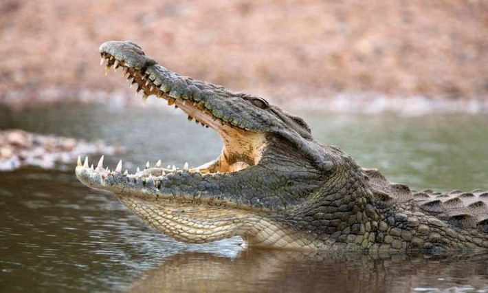 Cá sấu có họ hàng gần gũi với khủng long và loài chim. Mặc dù được phân loại vào lớp bò sát nhưng cá sấu có liên quan mật thiết với loài khủng long và các loài gia cầm hiện nay.