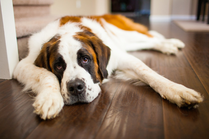 12. Saint Bernard: Thời kỳ đầu, chó Saint Bernard được nuôi phổ biến ở nông trại để chăn cừu và gia súc với mục đích trông nhà và cứu hộ. Với kích thước to lớn và nổi tiếng qua câu chuyện chuyện về việc giải cứu trên núi cao, mặc dù rất thân thiện nhưng chúng vẫn bị liệt vào danh sách những loài chó nguy hiểm với con người.