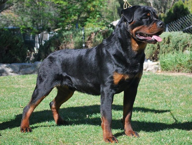 6. Rottweiler: Đây là một trong những giống chó thường được sử dụng để chọi hoặc giữ nhà. Nhiều người cho rằng giống chó này không phù hợp với gia đình vì chúng đặc biệt hung tợn. Chó rottweiler có thân hình to lớn, bộ hàm cực khỏe và không bao giờ biết sợ hãi.