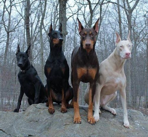 11. Dobermann Pinscher: Với ngoại hình hung dữ, chó doberman nổi tiếng là giống chó kích động bậc nhất. Chúng đặc biệt thông minh, rất khỏe mạnh và tai rất thính. Chó doberman đặc biệt hung dữ với người lạ và nếu không được huấn luyện, giống chó này sẽ trở nên rất nguy hiểm.