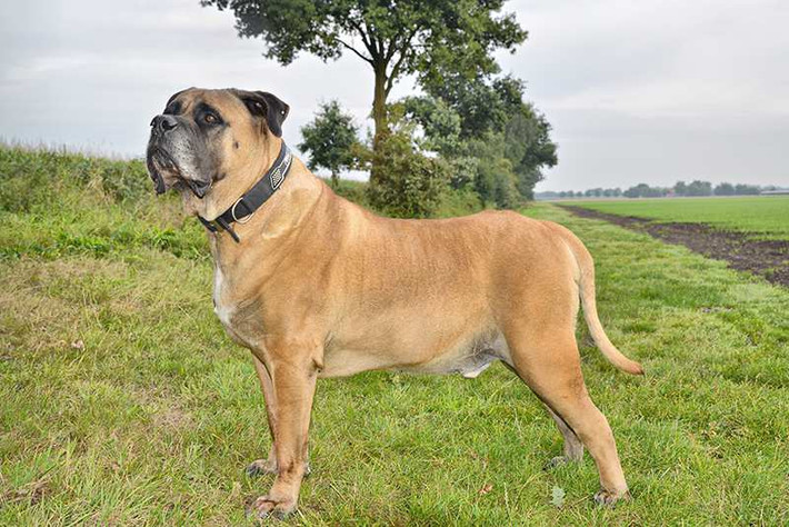 9. Boer Boel: chó Boer Boel có tên gọi khác là Ngao Nam Phi, cái tên của chúng cũng mang ý nghĩa là nguồn gốc của chúng được sinh ra. Với ngoại hình lớn, Boer Boel hoàn toàn có thể đi săn những loài thú to và dữ, đặc biệt hơn khi chúng rất kiên trì và chiến đấu cho tới cùng, kể cả việc hy sinh tính mạng.