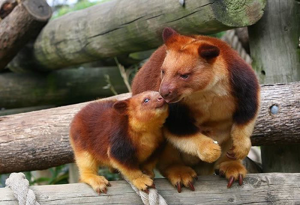 Con cái và con đực có phạm vi sống không trùng nhau nhiều. Những con chuột túi trên cây là loại đa thê, con đực tương tác với một số con cái.