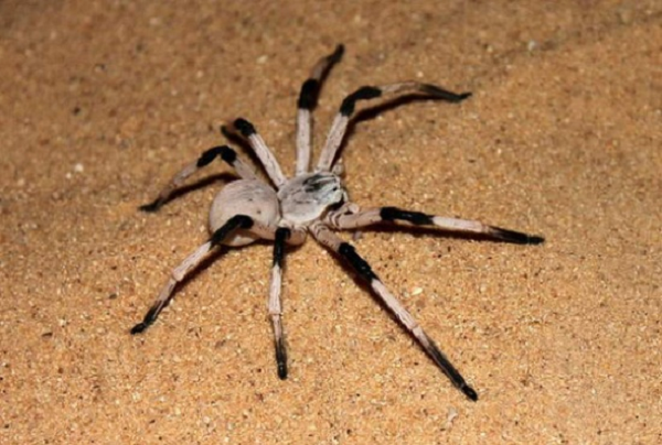 Nhện Cerbalus aravaensis là loài nhện có 2 màu đen và trắng, được phát hiện tại những bụi cát ở Israel vào năm 2009. Chúng có kích thước 14 cm, thường sống dưới mặt đất và yêu thích màn đêm.