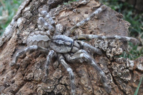 Nhện Poecilotheria Rajaei có kích thước 20cm, nhiều màu sắc ấn tượng (hồng nhạt pha xám ở bụng), di chuyển nhanh, có chứa nọc độc với hàm lượng độc tố cao, có thể giết chết chuột, những con chim nhỏ và rắn.