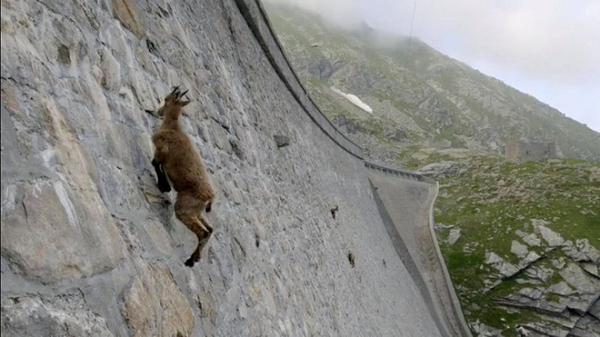 Alpine Ibex là một loài động vật có vú trong họ Bovidae, chúng sử dụng móng guốc giống như chiếc gọng kìm và sự nhanh nhẹn ấn tượng của chúng để leo lên ngay cả những vách đá dốc nhất, do đó loài dê này tránh được hầu hết các loài săn mồi. Khả năng leo lên cả những bức tường thẳng đứng của chúng đã khiến loài dê ibex nổi tiếng khắp thế giới.
