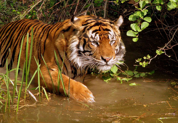 Hổ có tuổi thọ lên đến 26 năm, loài hổ Bengal là loài phổ biến nhất ước tính khoảng 2000 con trong khi Hổ Siberi là loài lớn nhất nặng đến 360 kg.