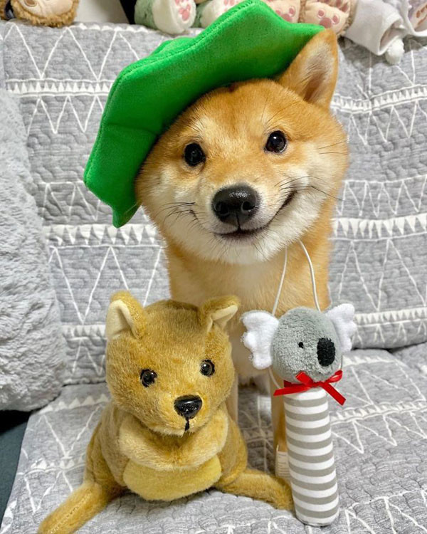 Chú chó có tên Uni, 9 tháng tuổi, thuộc giống Shiba Inu, đến từ Tokyo, Nhật Bản mới đây nhanh chóng trở nên nổi tiếng trên mạng xã hội nhờ loạt khoảnh khắc cười híp cả mắt rất đáng yêu.