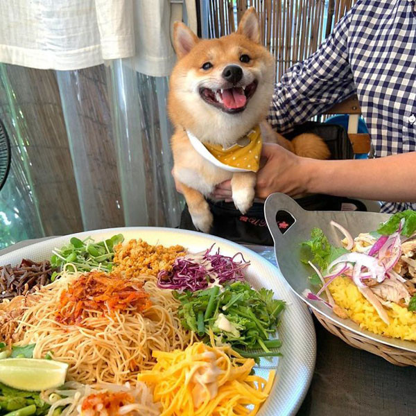 Được biết, chú chó Shiba này không kén ăn, nó thích mọi thứ, đặc biệt là khoai tây que.