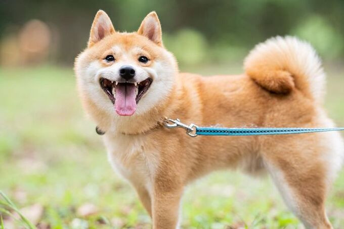 Chú chó này khá khác biệt so với đồng loại vì nó luôn thể hiện sự hạnh phúc ngập tràn trong mọi hoàn cảnh, đặc biệt là khi thấy đồ ăn.