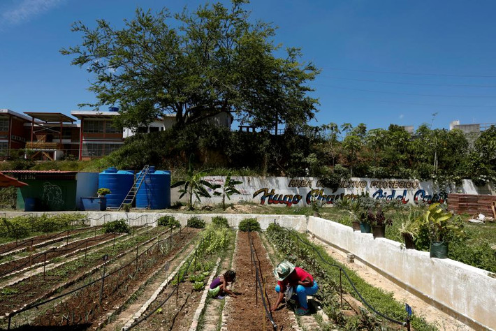 Mọi người làm việc ngoài vườn ở Caracas.