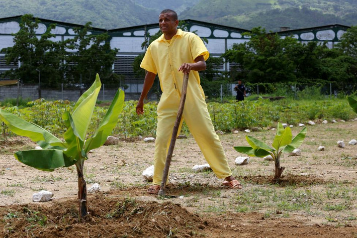 Tù nhân đang làm đất trên một khoảnh vườn.