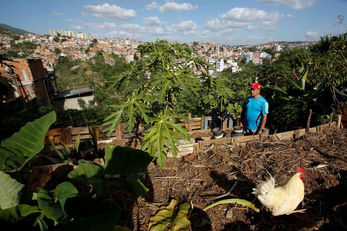 Ảnh Alirio Ovalles đang ra xem vườn rau nhỏ của gia đình ở Caracas. Hưởng ứng lời kêu gọi của chính quyền Tổng thống Maduro, nhiều người dân Venezuela sinh sống ở các đô thị đã tự mình tăng gia sản xuất bằng hình thức trồng cây rau củ hay nuôi gà.