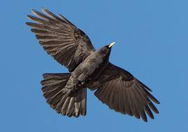 5. Quạ mỏ vàng (Pyrrhocorax Graculus): Phân bố ở châu Âu, Bắc Phi, Trung Đông và Trung Á, loài quạ này có thể bay tới độ cao 8.077m ngay cả trong điều kiện thời tiết khắc nghiệt.