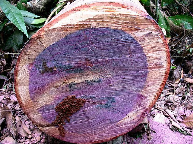 1. Purple Heart: Đây là loài gỗ quý thuộc top đầu thế giới với độ bền khó loại gỗ nào sánh nổi. Gỗ Purple Heart chuyển màu từ nâu sang tím khi cắt, rất cứng và bền, chủ yếu ở lưu vực sông Amazon.