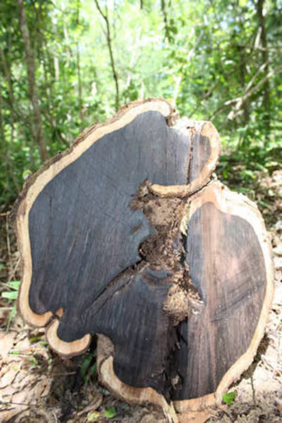 3. African Black Wood (Gỗ đen Châu Phi): Màu nâu tía gần như đen, cực kỳ cứng và quý hiếm, dùng làm nhạc cụ đặc biệt là ghi-ta, phát triển chậm, giá khoảng 14.000 USD mỗi mét khối.