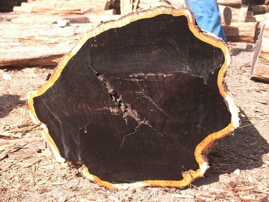 6. Ebony (Gỗ mun): Màu đen tuyền, chìm trong nước, nhẵn mịn, dùng cho nội thất sang trọng và nhạc cụ, nguy cơ tuyệt chủng cao.