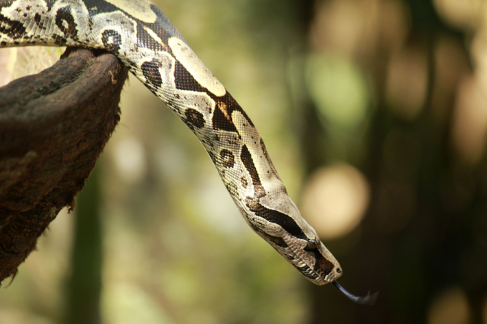 Trăn siết mồi Boa constrictor là một loài rắn lớn, có kích thước vừa phải nếu so với các loài trăn lớn như trăn gấm và trăn Miến Điện, thường đạt chiều dài từ 0,91–3,96 m tùy thuộc vào khu vực và con mồi.