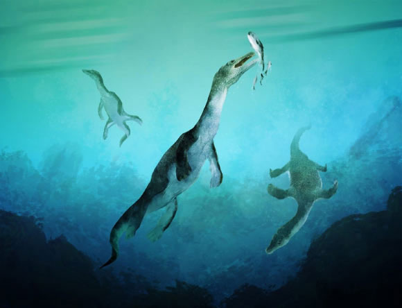 Một loài thủy quái mới, thuộc nhóm Nothosaurs, đã được xác định sau nửa thế kỷ kể từ khi hóa thạch của nó được phát hiện trên một hòn đảo ở New Zealand. Nghiên cứu do TS Benjamin Kear từ Bảo tàng Tiến hóa thuộc Đại học Uppsala dẫn đầu, cho biết loài này tung hoành các vùng biển hàng triệu năm trước khi khủng long thống trị đất liền.