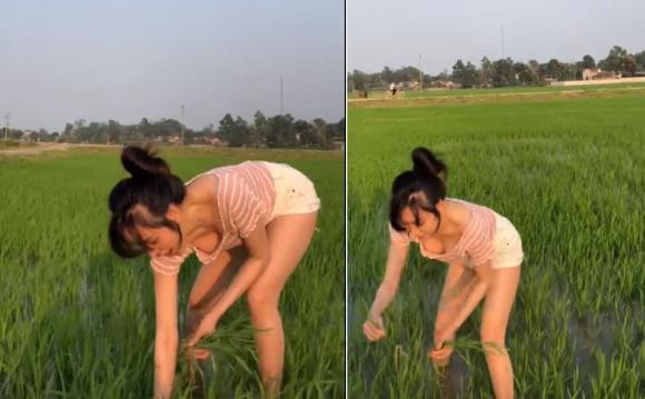 Trước đó, "hiện tượng mạng" bà Tưng khoe clip đi dặm lúa, thay vì diện trang phục rộng rãi, thoải mái, cô lại chọn chiếc áo khoét rộng cổ và bị chỉ trích.