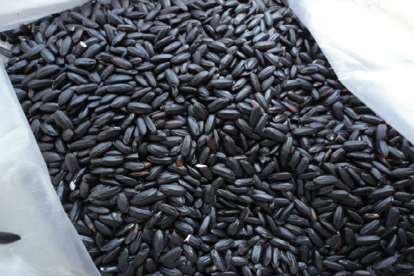 Gạo nếp cẩm chứa hàm lượng các chất dinh dưỡng phong phú như protein, chất béo, carbohydrate, vitamin B, vitamin E, canxi, phốt pho, kali, magiê, sắt, kẽm và các chất dinh dưỡng khác.