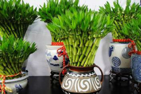 Tăng cường dùng các đồ vật biểu tượng may mắn, bởi vì các vật này có thể tăng cường và nâng cao một tín hiệu tốt đẹp nào đó. Trong cuộc sống có rất nhiều những vật phẩm có thể mang lại may mắn như hoa tươi, trúc phú quý hay long quy.