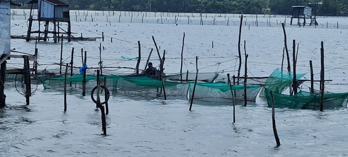 Công việc của người dân nơi đây chủ yếu là nuôi và đánh bắt hàu.