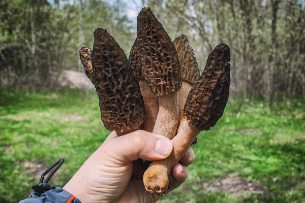 Không chỉ là một món ngon khiến giới ẩm thực say mê, nấm The Black Morel còn mang đến nhiều lợi ích về mặt sức khỏe. Chuyên gia dinh dưỡng Shikha Aggrawal cho biết: "Kali, vitamin, đồng, chất chống oxy hóa,... tất cả đều có trong nấm The Black Morel".