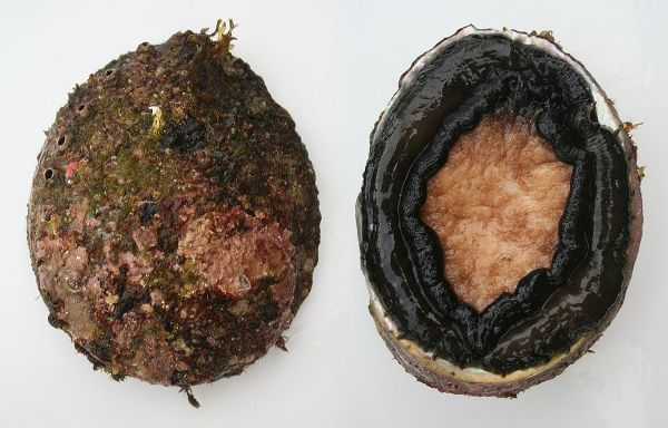 Chân bào ngư rộng, chúng dùng chân để bò, di chuyển từ nơi này đến nơi khác và có cơ bám chắc vào đá đáy biển. Vì vậy, để bắt được bào ngư, các thợ lặn phải lặn xuống sâu dưới đáy biển để tách nó ra khỏi đá ngầm.