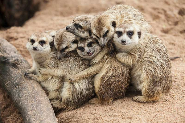 Sở dĩ nói cầy meerkat là loài động vật "máu lạnh" nhất thế giới vì cầy cha mẹ thường giết những con không phải do mình sinh ra, để bảo đảm con của chúng cơ hội sống sót tốt nhất.