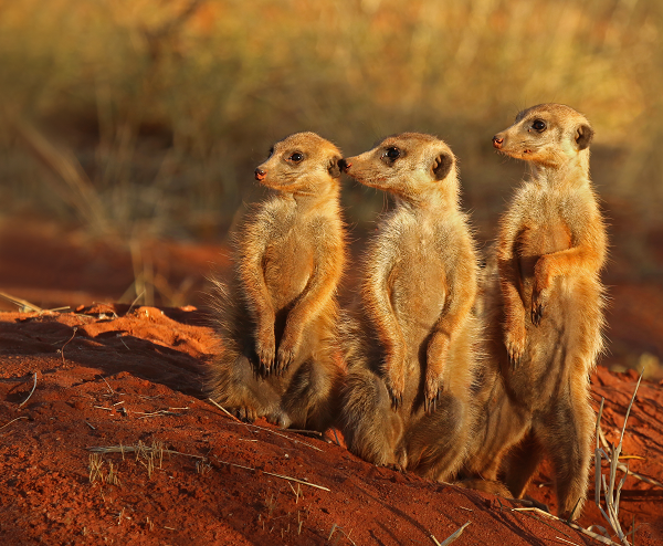 Theo các nhà khoa học, loài động vật máu lạnh nhất là cầy meerkat, tên khoa học Suricata suricatta. Cầy meerkat là động vật có vú, thân hình nhỏ, một thành viên của họ cầy Mangut và loài duy nhất của chi Suricata.
