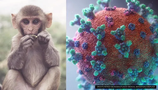 Chuyên gia về bệnh truyền nhiễm tại Đại học Kobe ở Tokyo cho biết virus Monkey B có xu hướng tấn công vào hệ thần kinh trung ương và gây viêm não, tủy sống dẫn đến mất ý thức. Nếu không được điều trị, khoảng 80% bệnh nhân sẽ tử vong.