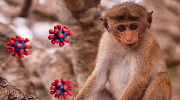 Hiện tại không có bất kỳ một loại vắc-xin nào để phòng virus Monkey B. Thuốc kháng virus có thể giúp làm giảm nguy cơ tử vong nhưng không có tác dụng chữa bệnh.