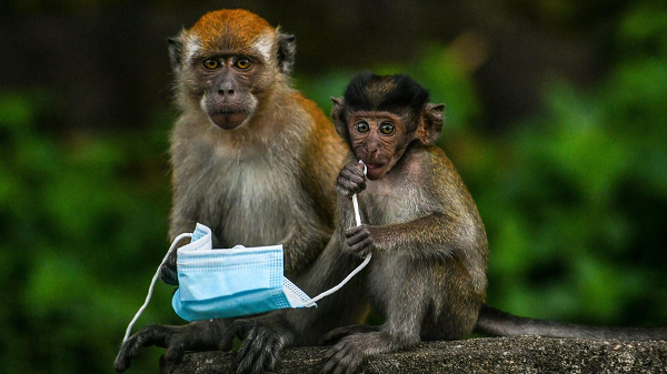 Monkey B có điểm chung với virus SARS-CoV-2 ở chỗ là một chủng virus lây nhiễm động vật trước khi nhảy sang con người. Tuy nhiên Monkey B đang đi vào một ngõ cụt vì chưa lây nhiễm được từ người sang người.