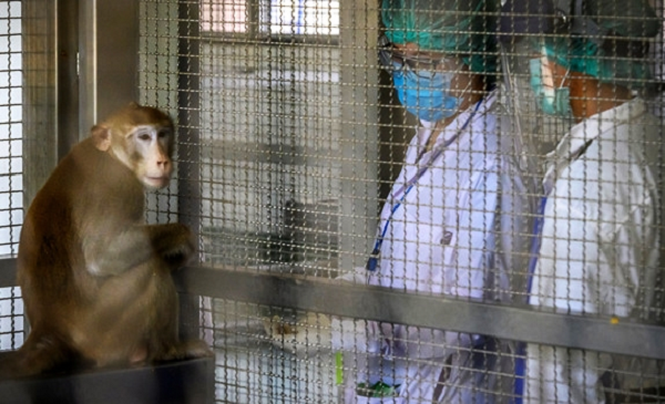 Virus Monkey B, hay virus herpes B, vốn là một chủng virus lây phổ biến trên khỉ macaque. Trường hợp virus này lây lan sang người cực hiếm. Nhưng một khi điều đó xảy ra, tỷ lệ gây tử vong cho nạn nhân rất cao.