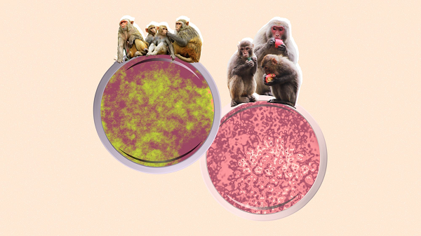  Virus được nhận định là Monkey B, trước đây đã xuất hiện nhưng thường chỉ lây nhiễm trên khỉ, đây là trường hợp đầu tiên nó nhảy qua con người và gây ra cái chết cho nạn nhân ở Trung Quốc.