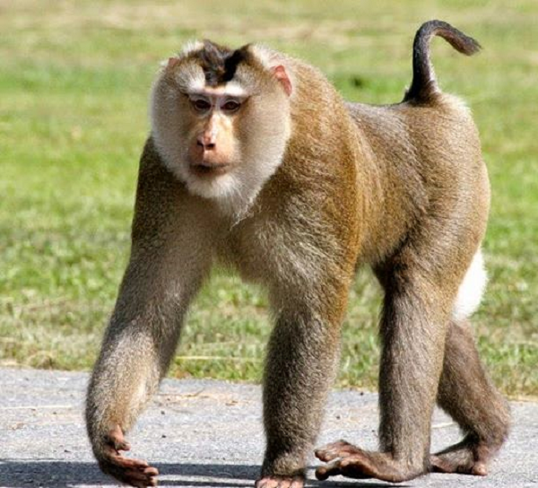 Khỉ đuôi lợn có tên khoa học là Macaca leonina. Tên gọi của nó xuất phát từ hình dáng chiếc đuôi giống như đuôi của loài lợn, đây là một trong những loài lớn nhất trong họ nhà Khỉ Cercopithecidae.