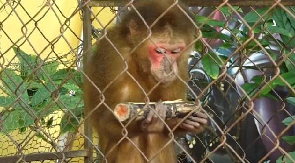 Khỉ mặt đỏ có bộ lông màu nâu sẫm, nhưng cũng có đôi khi biển đổi từ đen sang đỏ. Mặt phần lớn có màu đỏ với lông trên đỉnh đầu thường toả ra các phía xung quanh còn lông ở hai bên má toả ra phía sau.