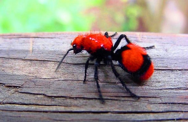 Kiến khoang lông đỏ là một loài kiến có nguồn gốc ở miền Đông nước Mỹ. Đây là loài kiến khoang lớn nhất ở Hoa Kỳ, chúng có chiều dài khoảng 2 cm (0,75 inch). Những con kiến đực có khả năng tạo nên những vết cắn cực kỳ đau đớn – đủ để giết chết một con bò.