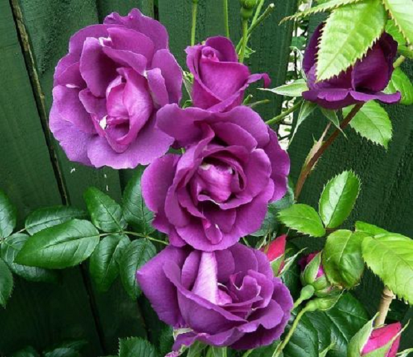 Hoa hồng Rhapsody nở theo từng cụm với những bông hoa to rực rỡ. Hoa hồng Rhapsody khi mới nở sẽ có màu mận tím và theo thời gian màu sắc của hoa sẽ chuyển thành màu xanh lam khi gần tàn.