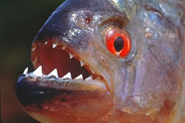 Cá Piranha: Còn gọi là cá hổ, cá cọp, cá răng đao, đây là loài cá nước ngọt thuộc họ Hồng nhung (Characidae), kích thước khoảng 15-26 cm, sống thành từng đàn. Thức ăn của chúng là các loại động vật, cá nhỏ, thậm chí cả thịt người. Loài cá này có thể tấn công bất cứ người nào nếu rơi vào đàn của chúng. Theo BBC, năm 2015, một cậu bé người Peru không may mắn rơi xuống nước đã bị loài cá này ăn thịt. Ảnh: Wikipedia.