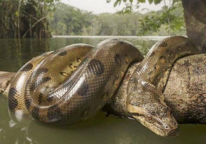 Trăn Anacoda: Khác với nhiều loài trăn trên thế giới sống trong rừng, trăn Anacoda chủ yếu sống trong môi trường nước, có thể nặng tới hàng trăm kg. Chúng có khả năng ngụy trang rất giỏi, thường bơi trong dòng nước để săn mồi. Trăn Anacoda gồm các loài màu xanh, vàng, đốm trắng đen và giống Anacoda khổng lồ sống ở Bolivia. Chúng thậm chí có thể tấn công và ăn thịt ngay cả con người. Ảnh: World Atlas.