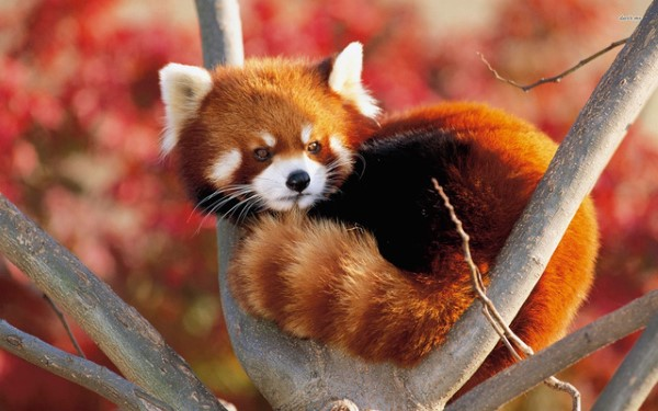 Gấu trúc đỏ có tên khoa học là Ailurus fulgens, chúng có kích thước từ đầu tới thân khoảng 50-65 cm, đuôi 30-50 cm, trọng lượng trung bình từ 5-9 kg.
