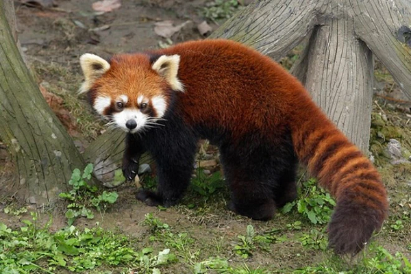 Cấu trúc ruột đặc biệt của Họ Gấu trúc đỏ nói chung đều không thể tiêu hóa được Xenlulozơ (Cellulose) vì vậy chúng cần phải kiếm được một lượng lớn tre mỗi ngày.